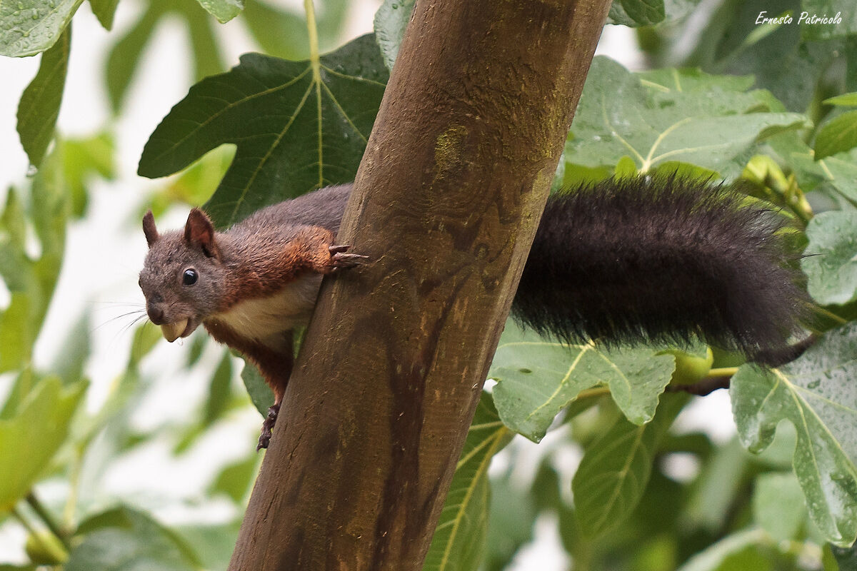 Scoiattolo 1