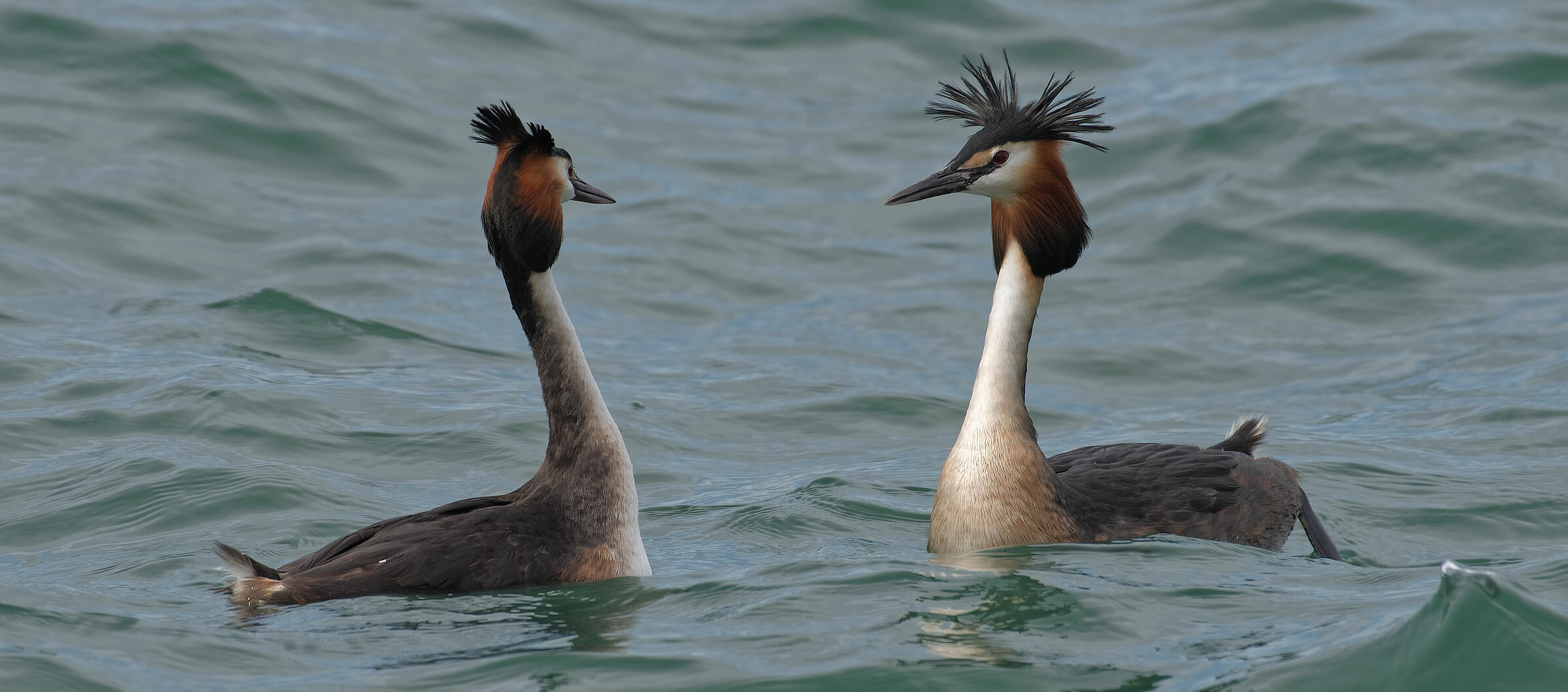 Podiceps Cristatus - Podicipedidae