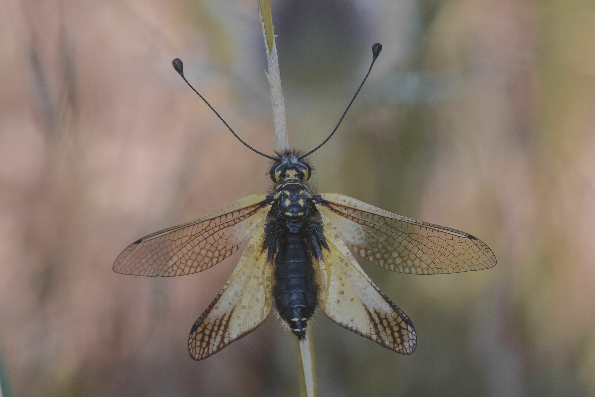 White Ascalafo (Libelloides coccajus)