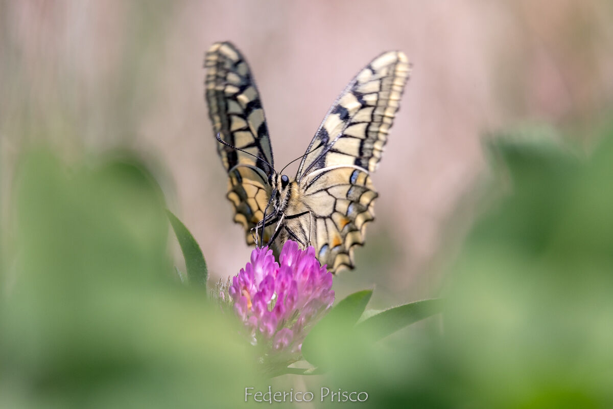 Swallowtail