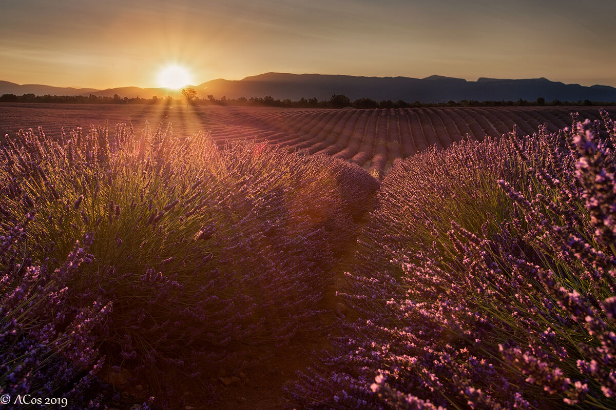 Sunrise in Valensole