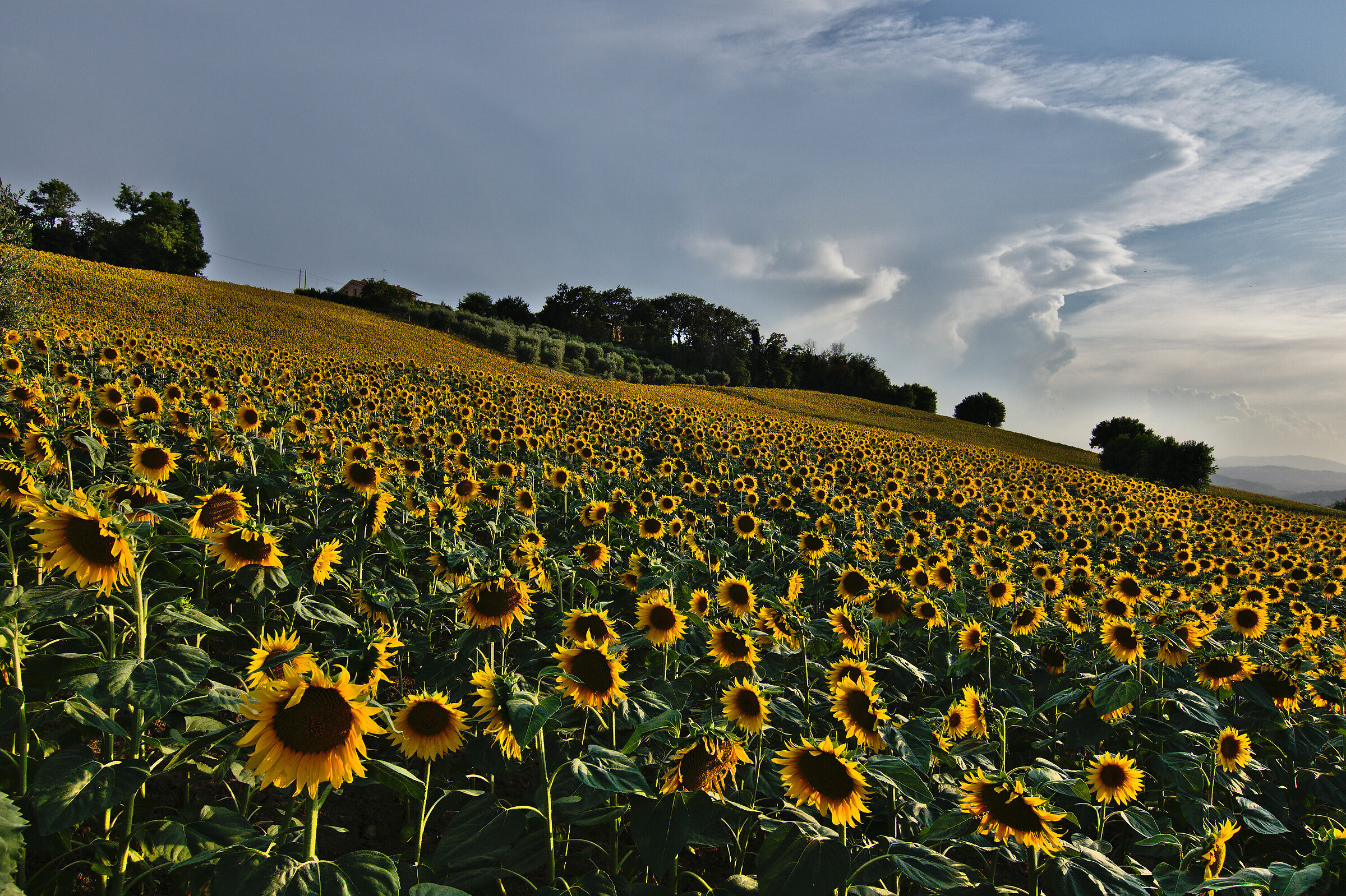 Sunflowers