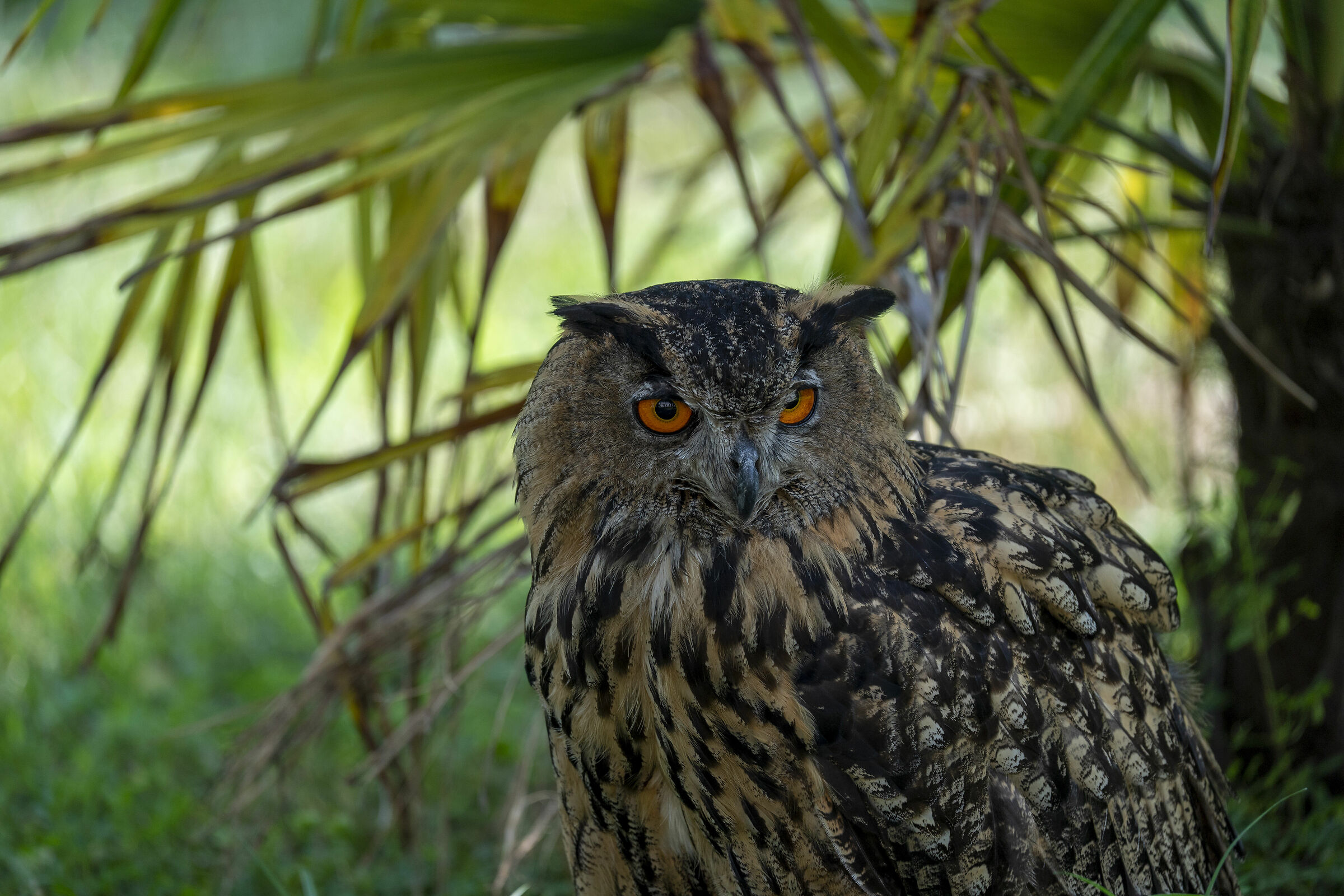 Prova Sony 200-600 a 600mm