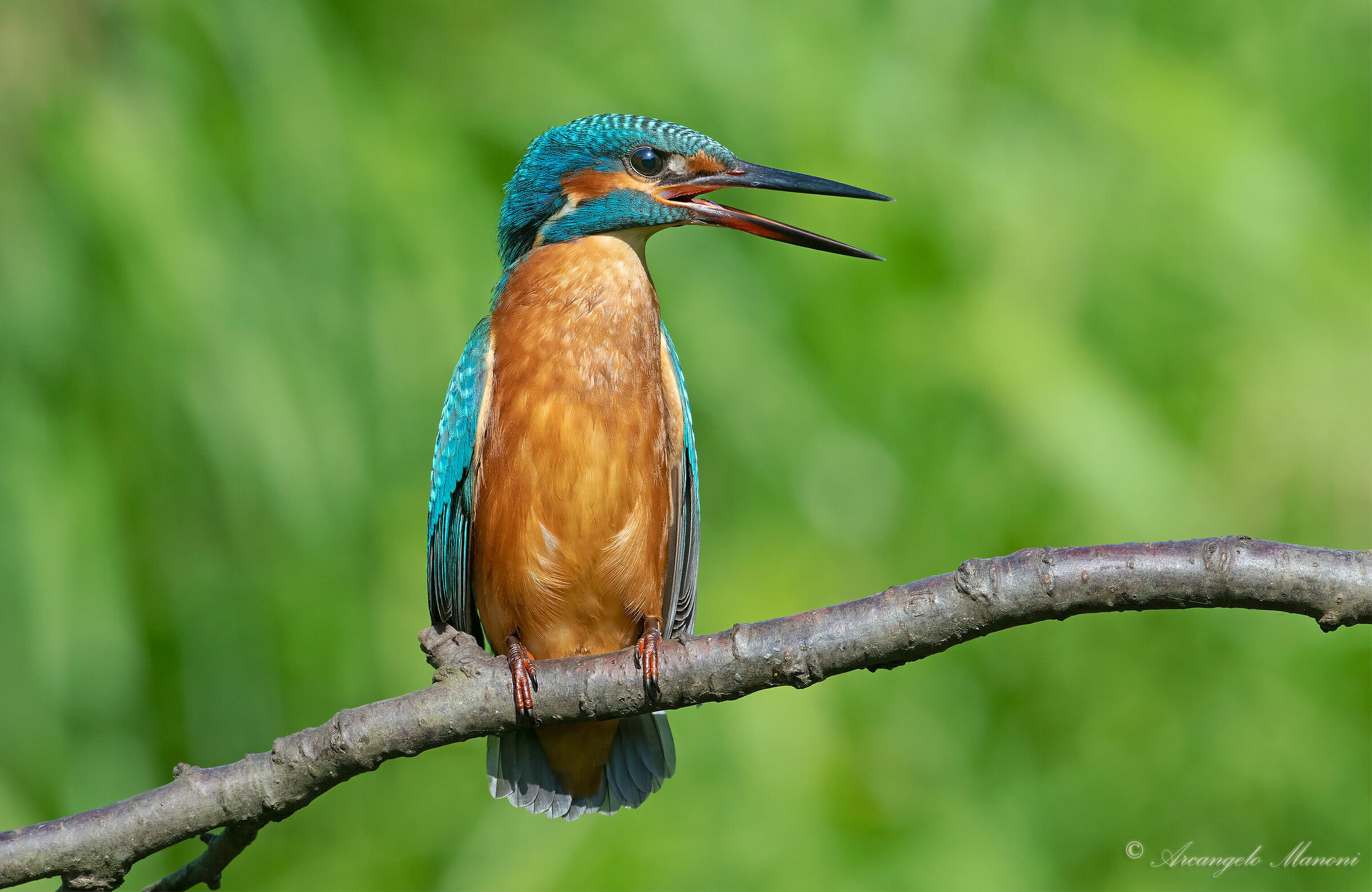 The talkative martini