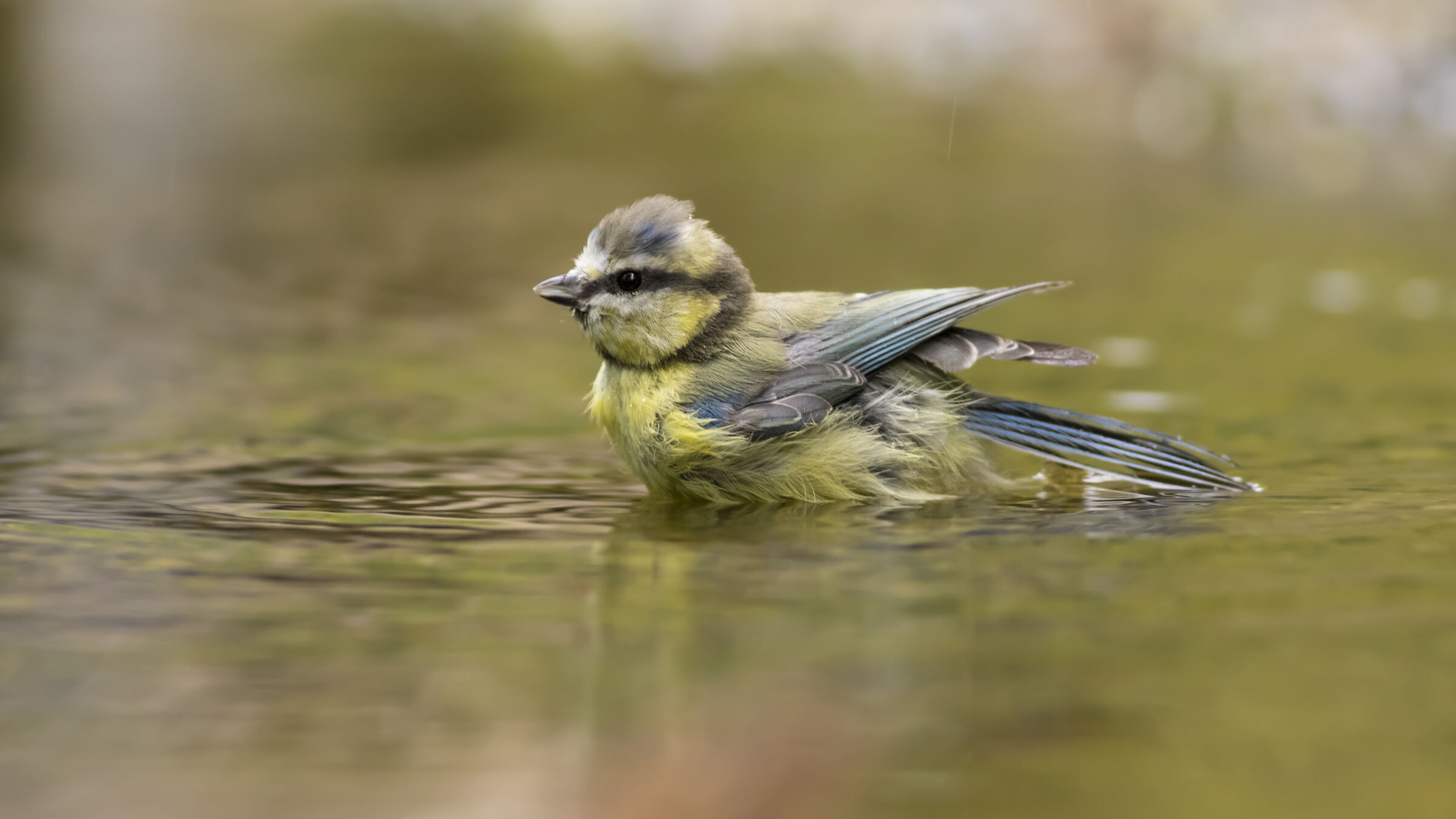 cinciarella al bagno