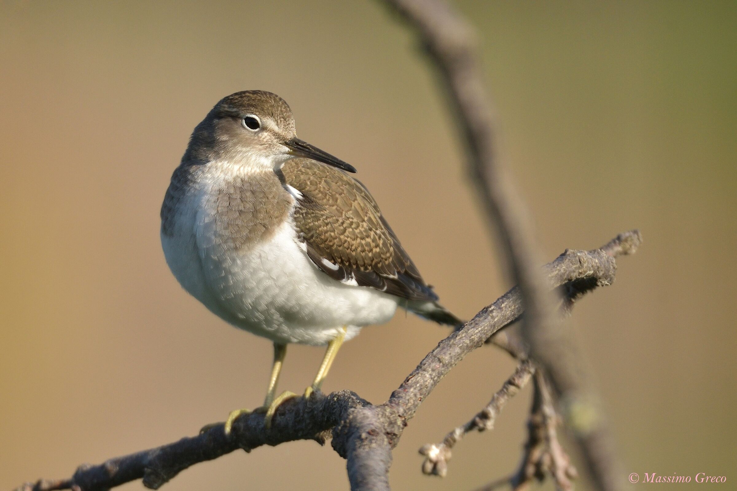 Small Pyro (Actitis hypoleucos)
