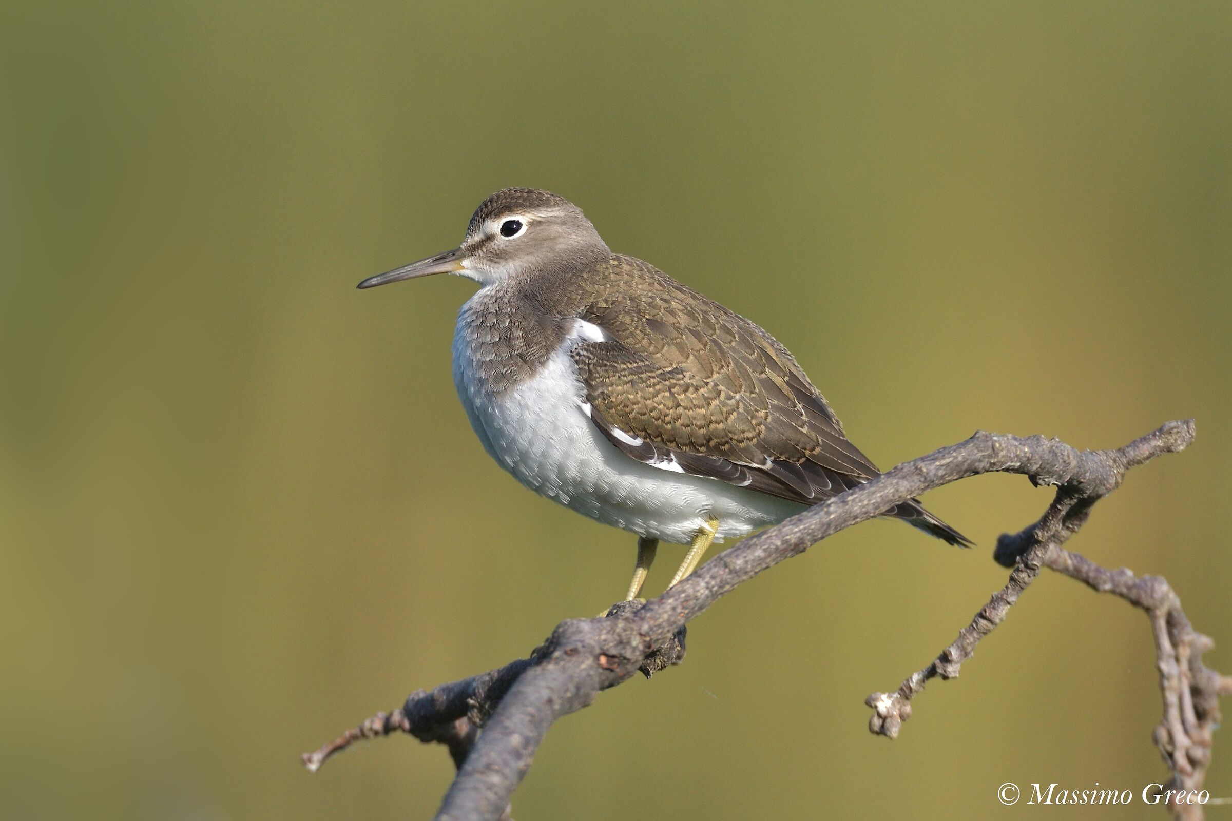 Small Pyro (Actitis hypoleucos)