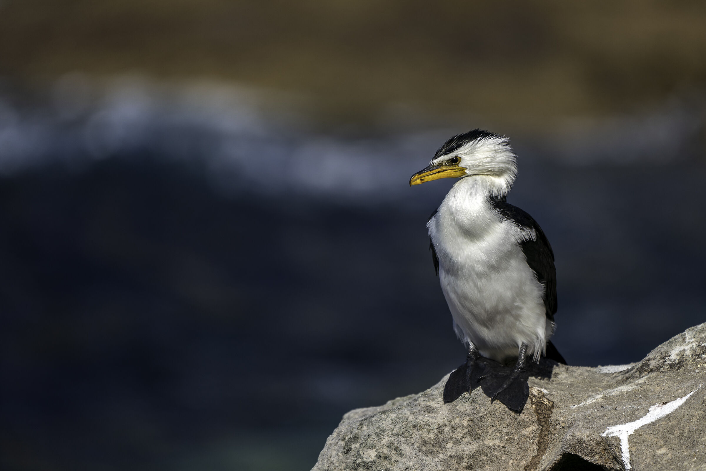 Cormorano australiano