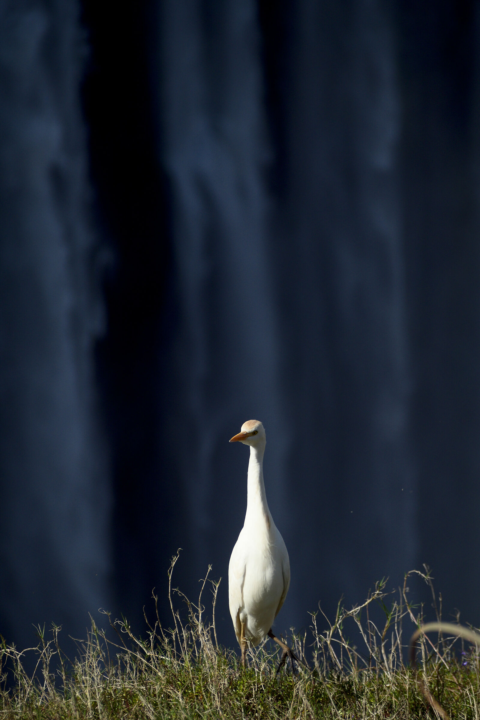 Guardabuoi sul ciglio