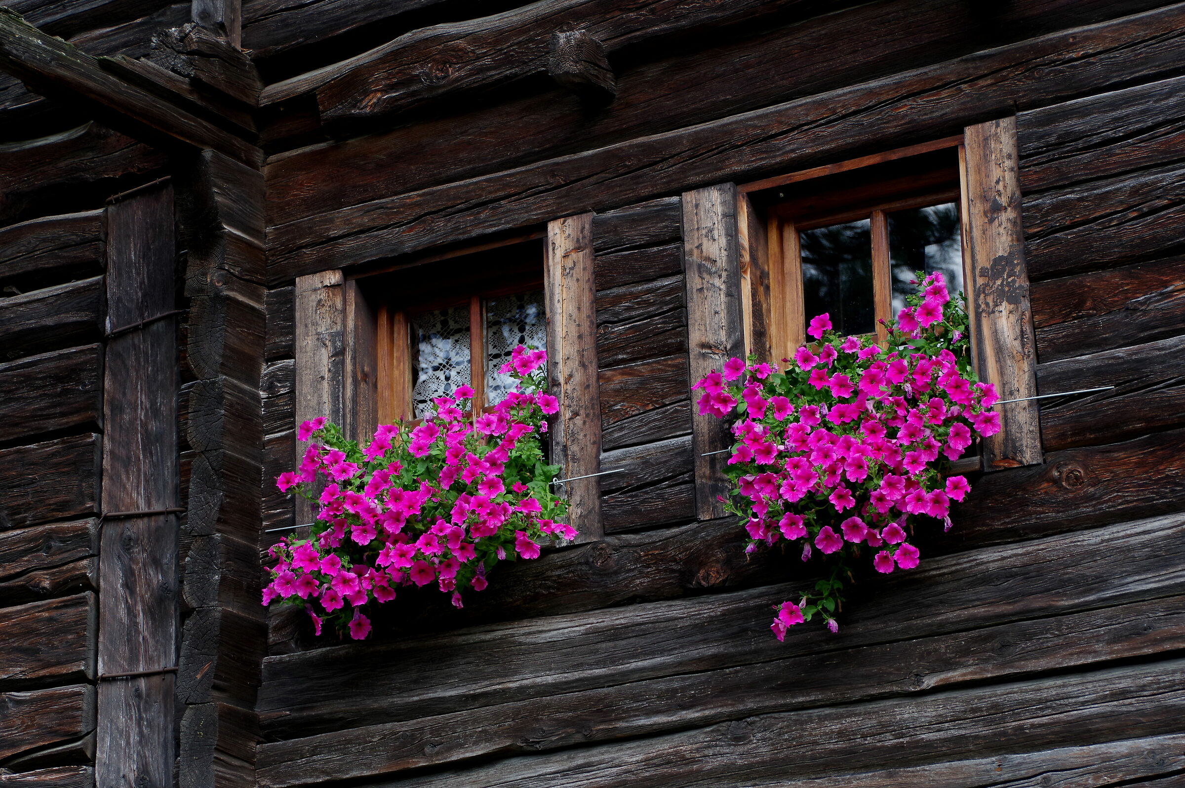 la vecchia casa fiorita