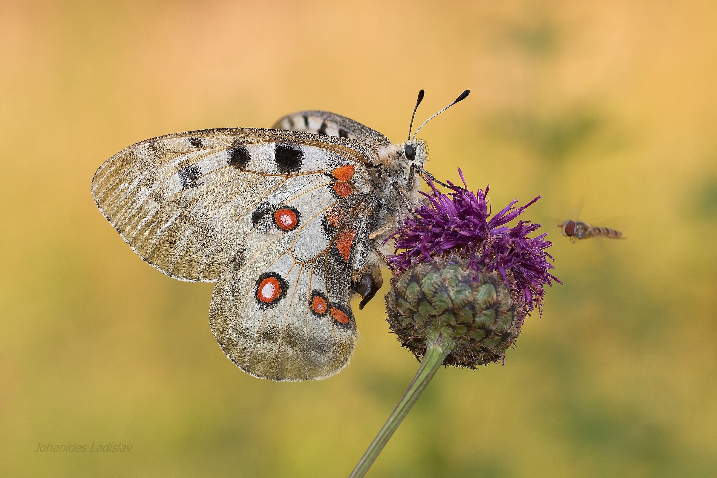 Parnassius apollo