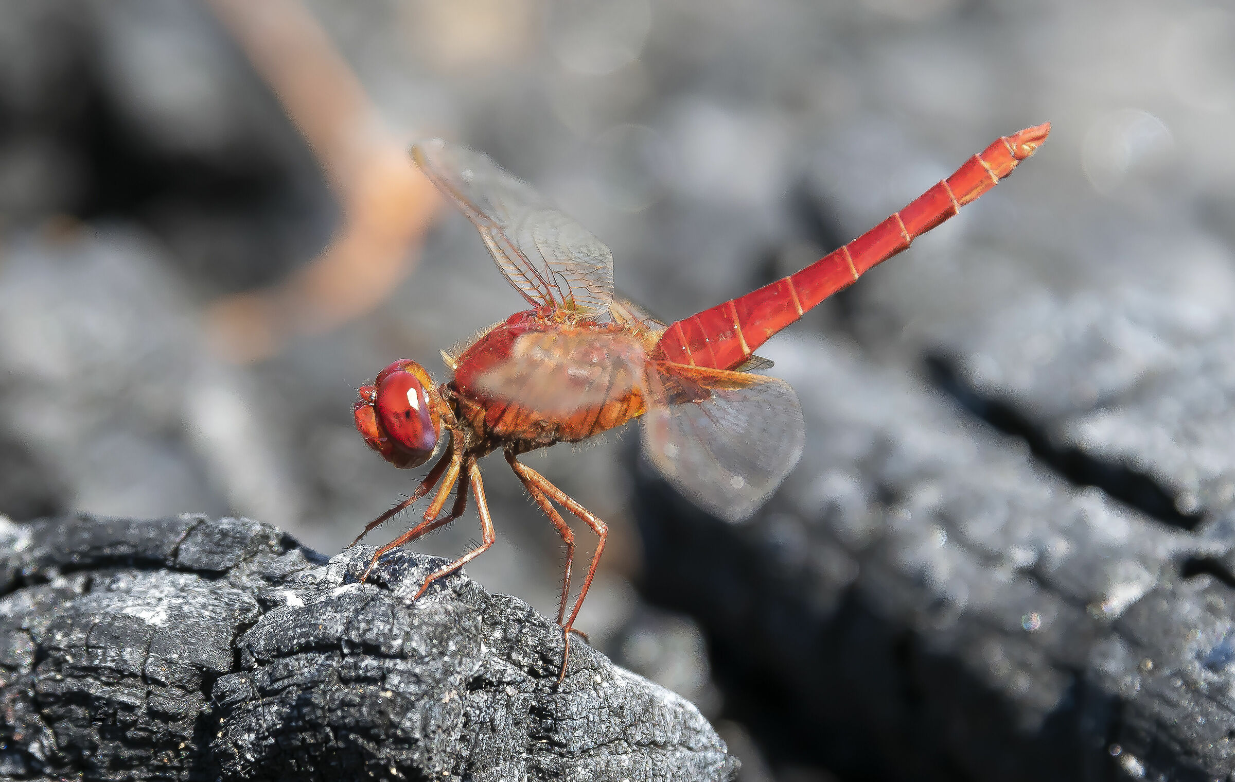 And then a dragonfly rests on the remains now carbonizzat