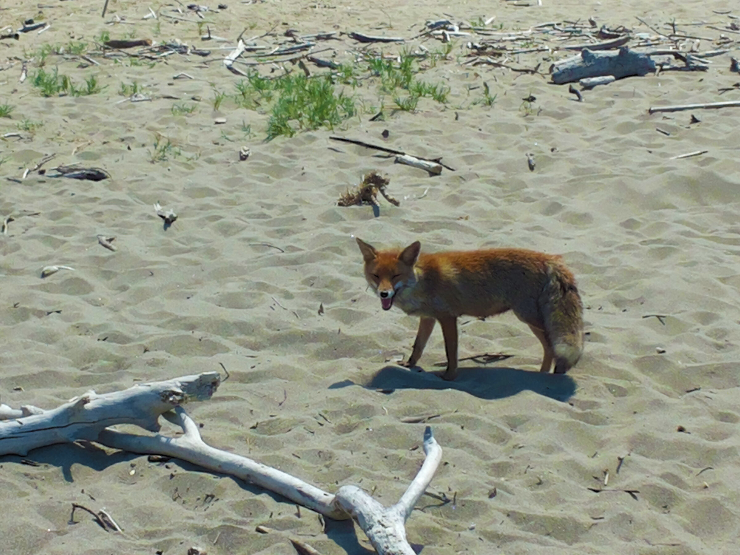 La vicina di ombrellone