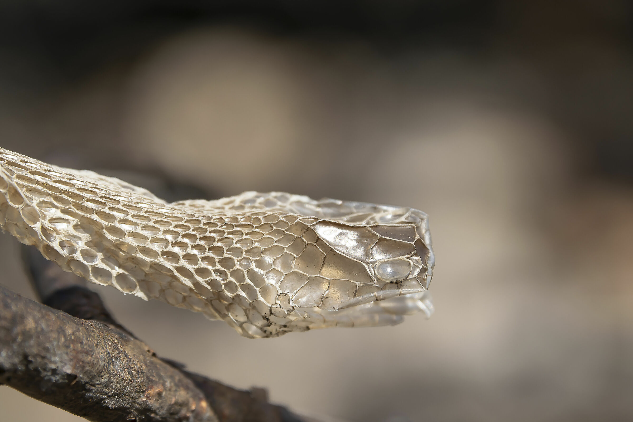 this certainly left us the skin