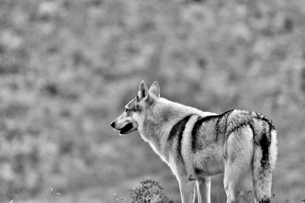 Wolfdog saika nikon d3 sigma 150/600