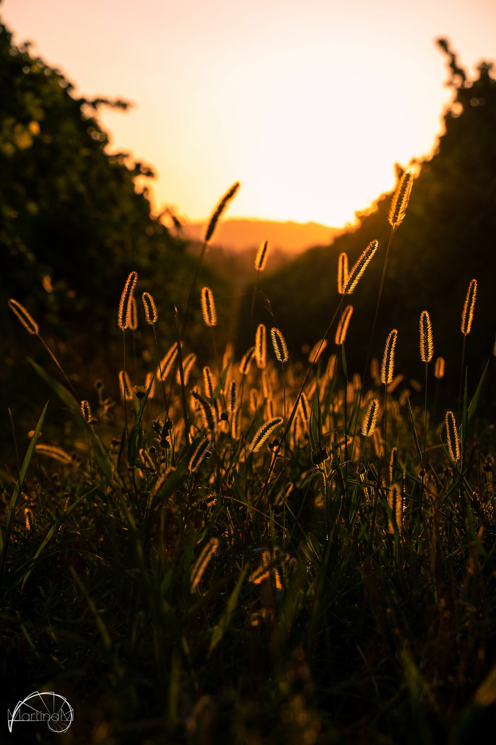 Two steps behind the house in search of "gold"