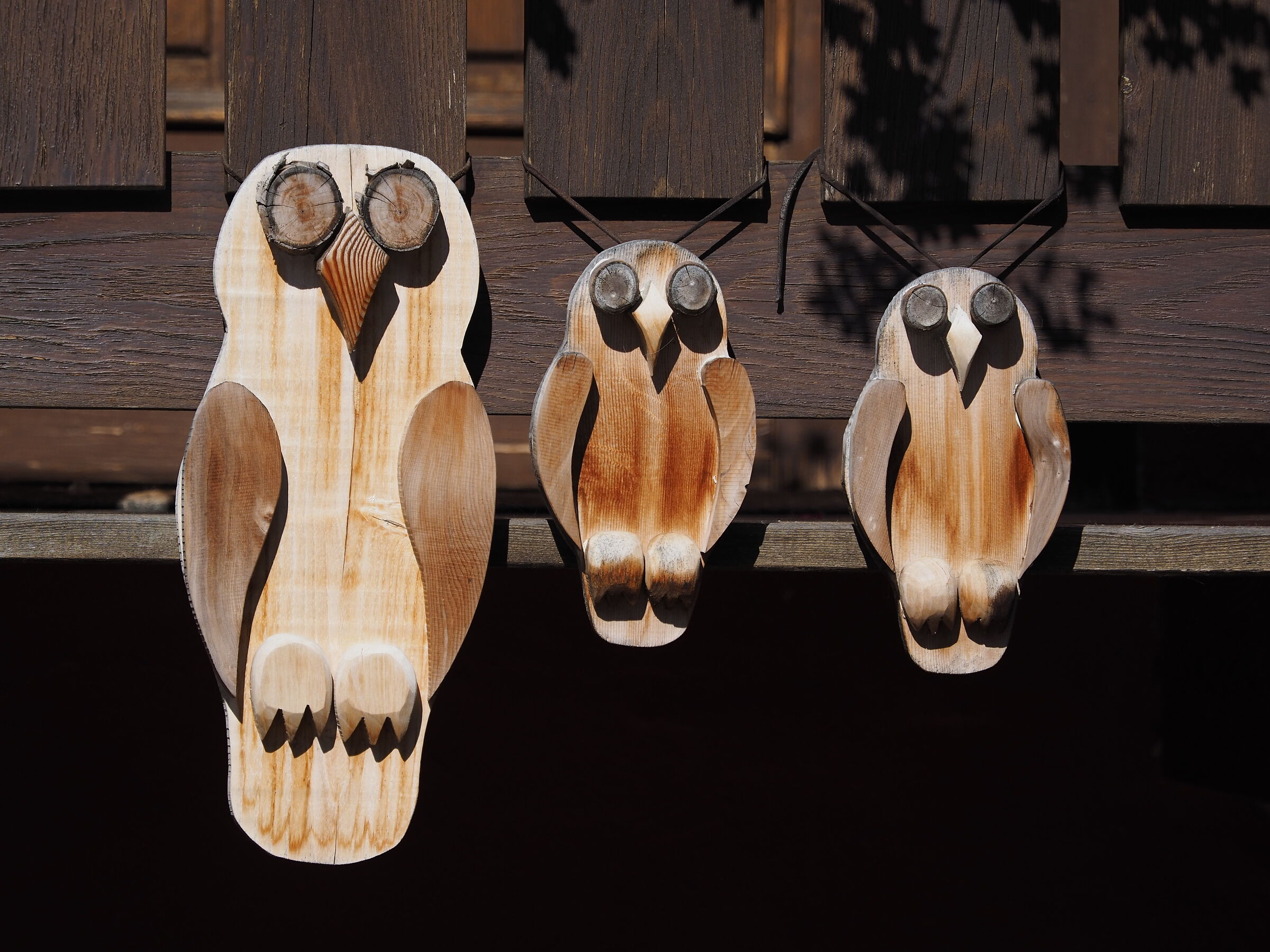 Three owls on the coma