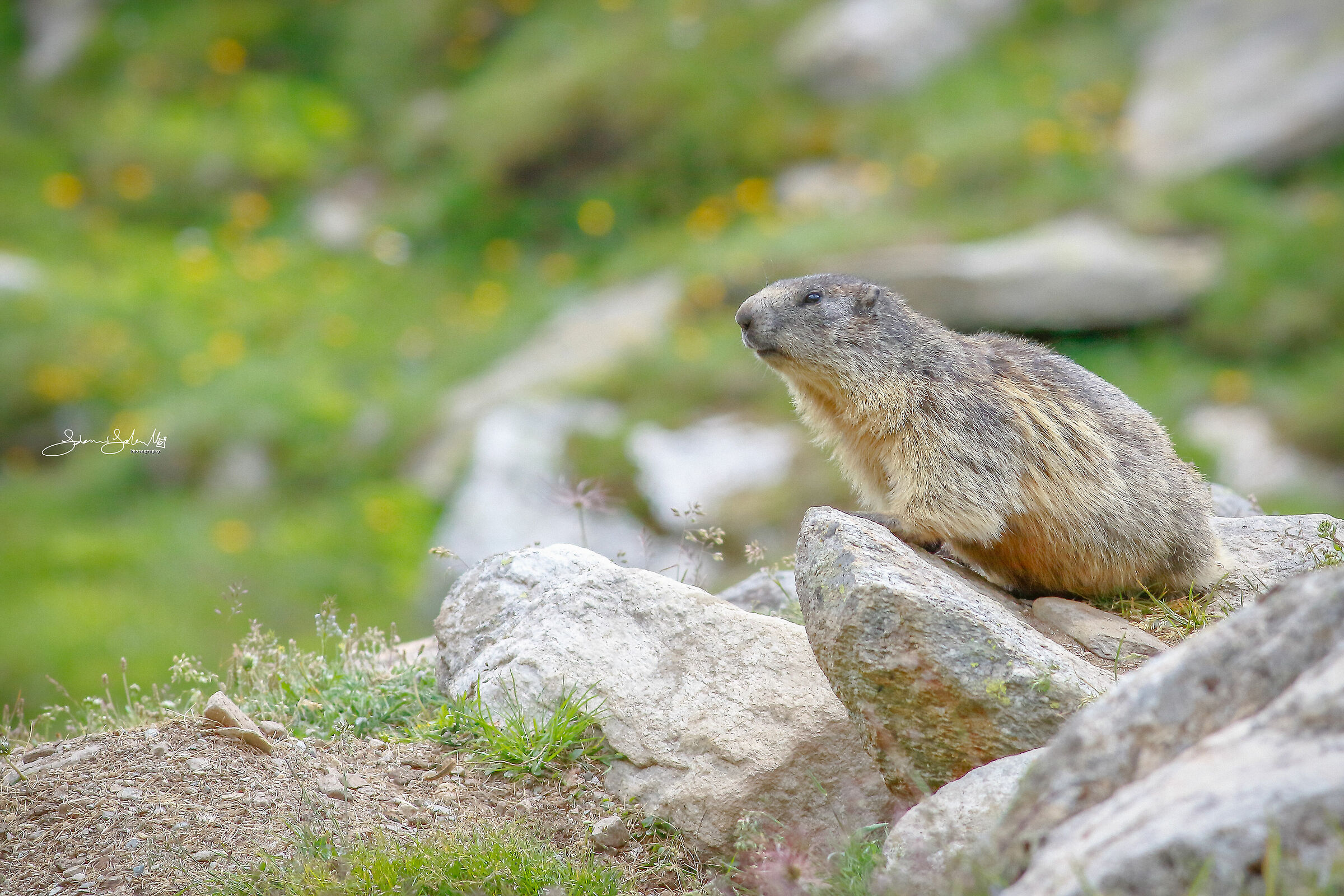 La Marmotta (Marmota Marmota, Blumenbach, 1779)