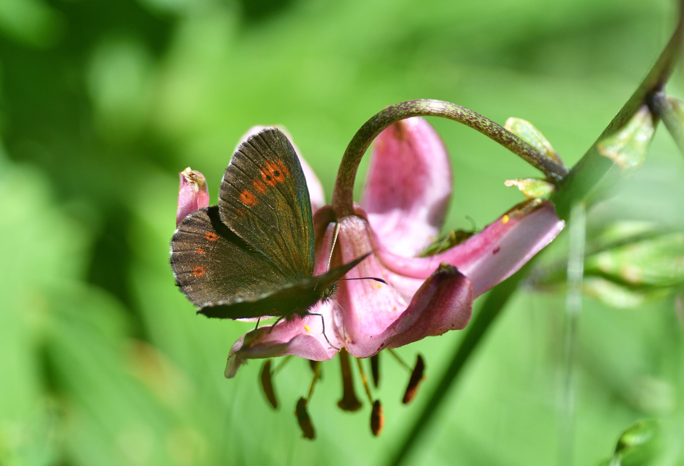 erebia e giglio martagone