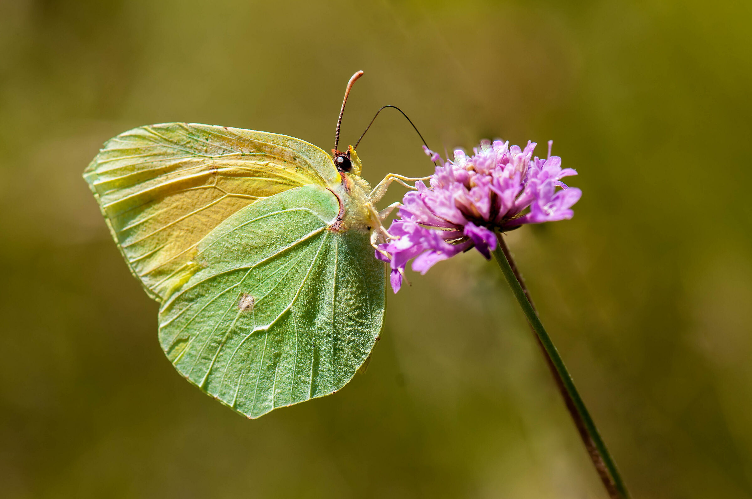 Un discreto manolibera ...