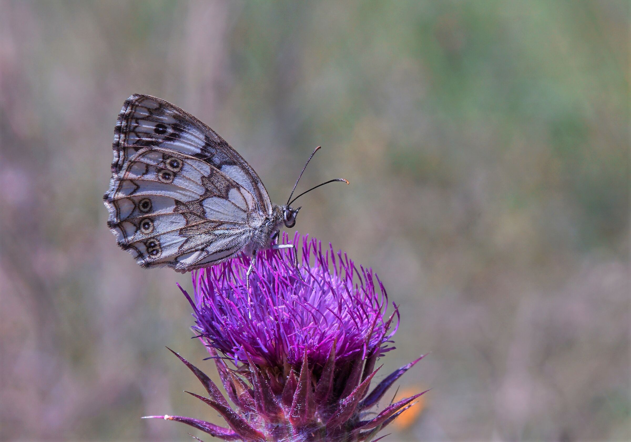 Melanargia galathea