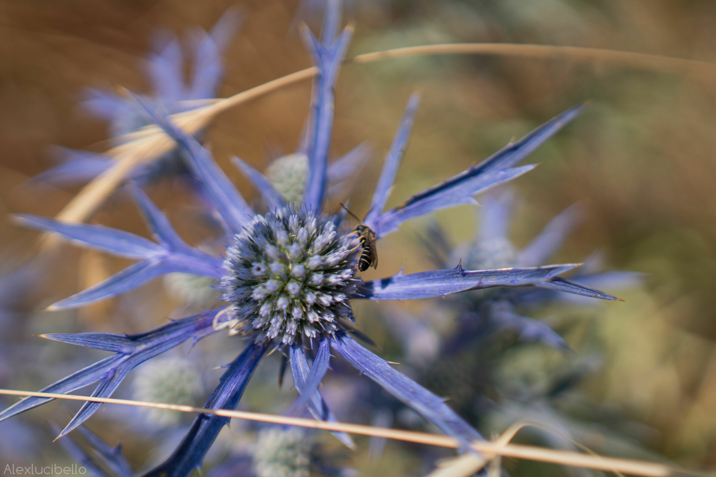 Eryngium Amethystinum