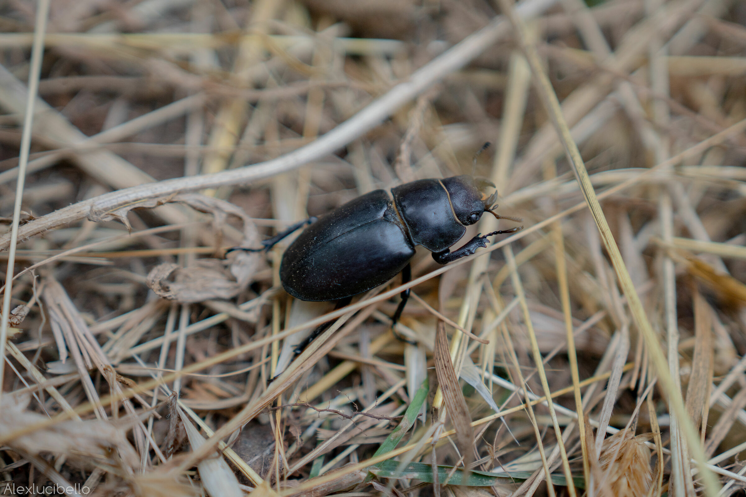 Stercwise Beetle