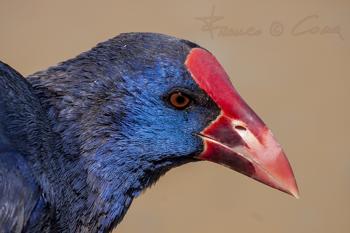 Pollo sultano - Porphyrio porphyrio