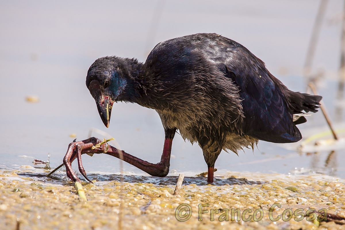 Pollo sultano giovane - Porphyrio porphyrio