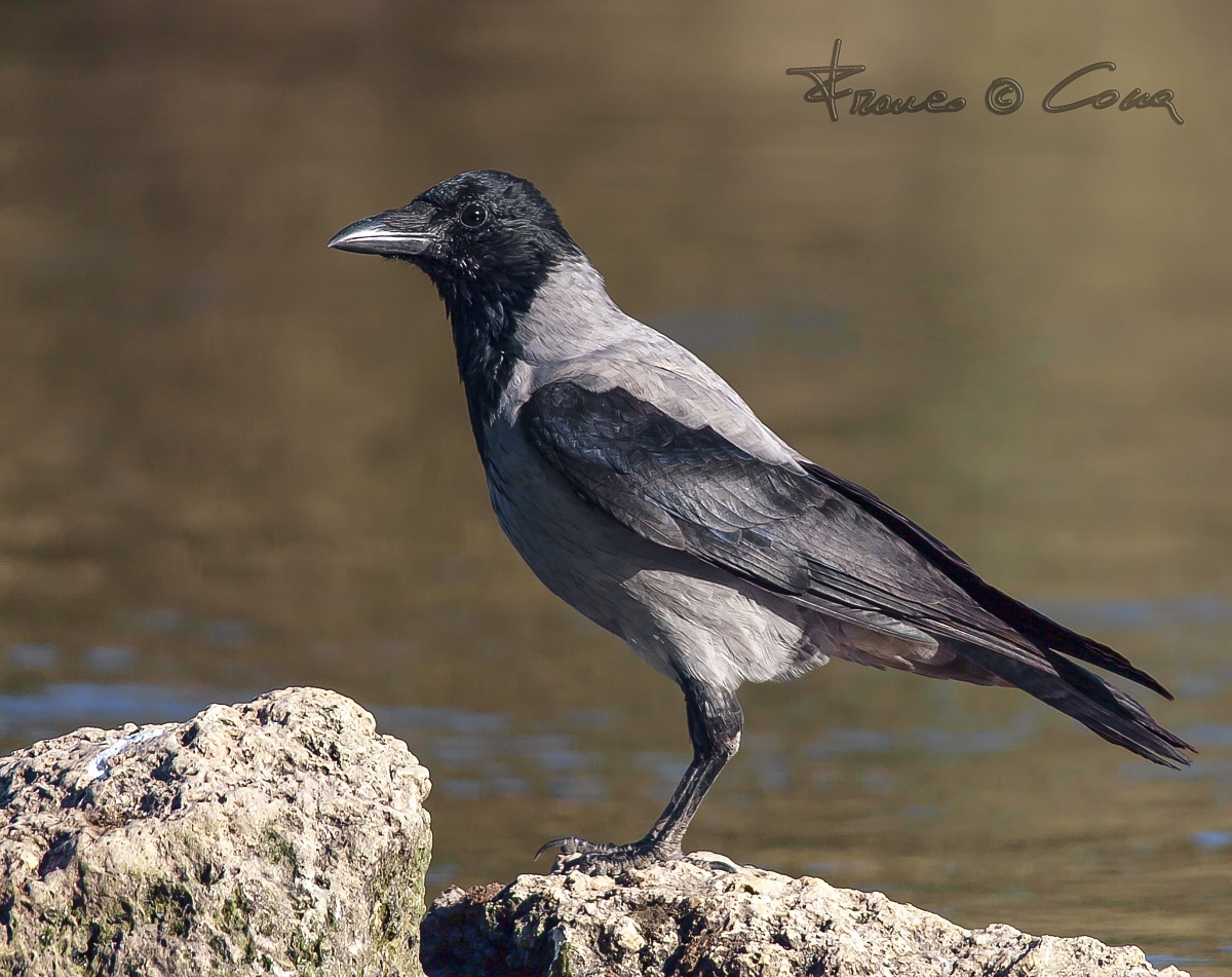 Cornacchia grigia - Corvus corone cornix
