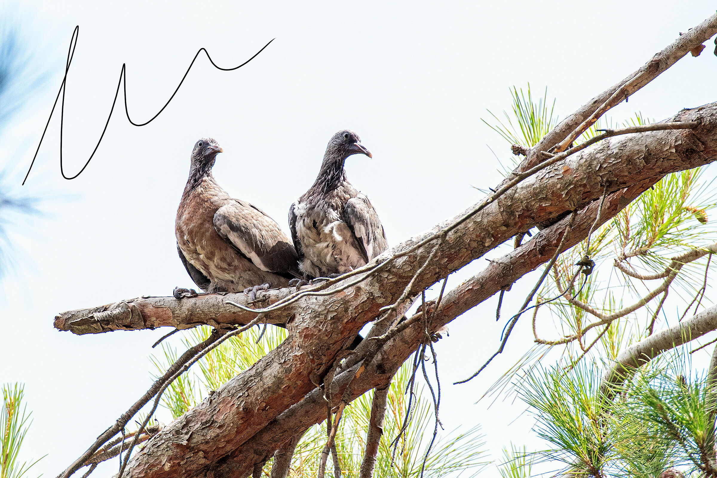 Doves, always present in every book of man