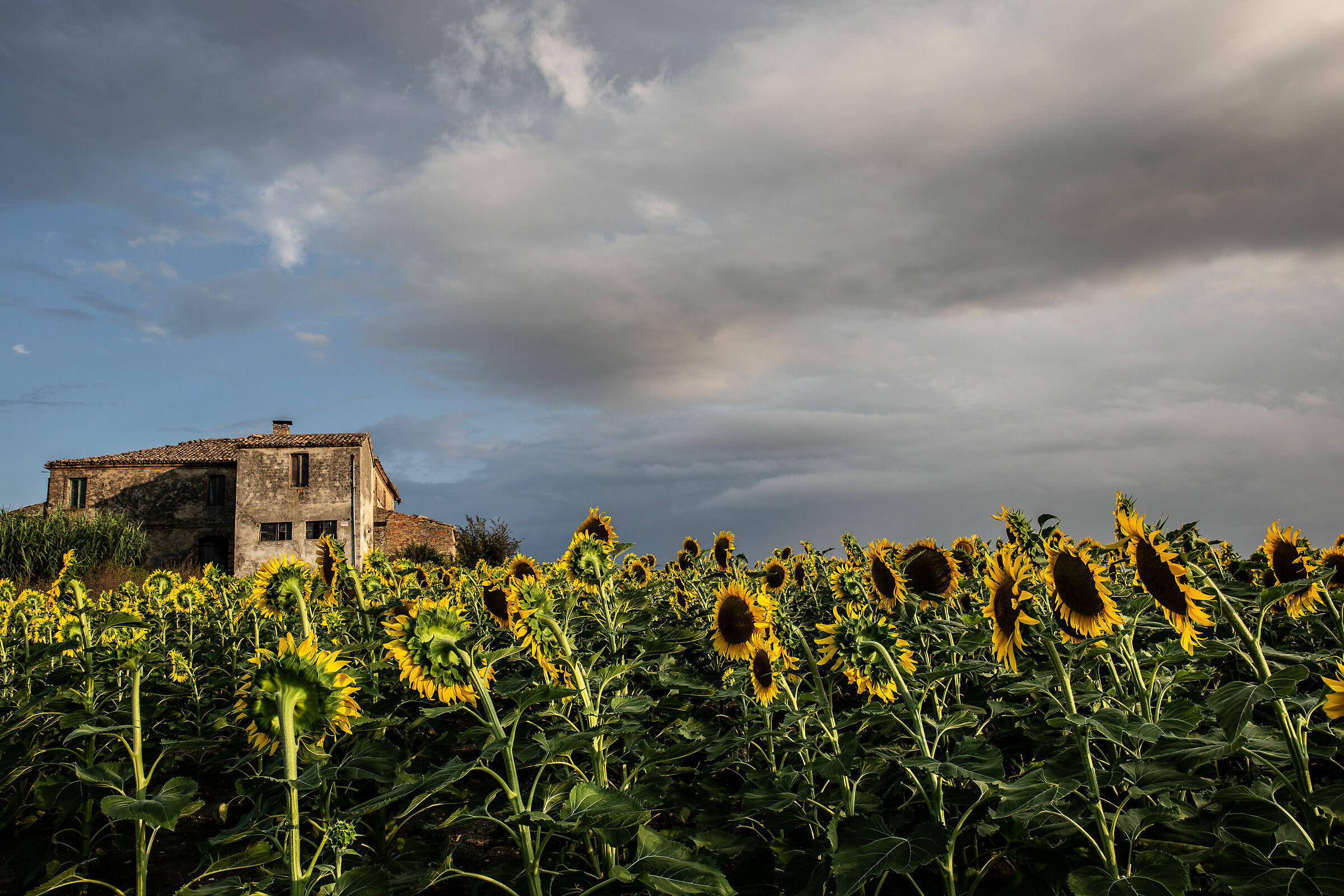 La casa dei girasoli 2