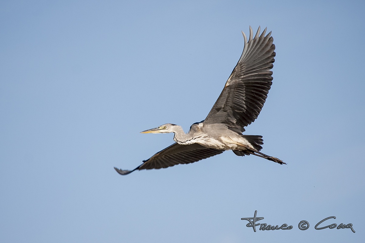 Airone cenerino - Ardea cinerea