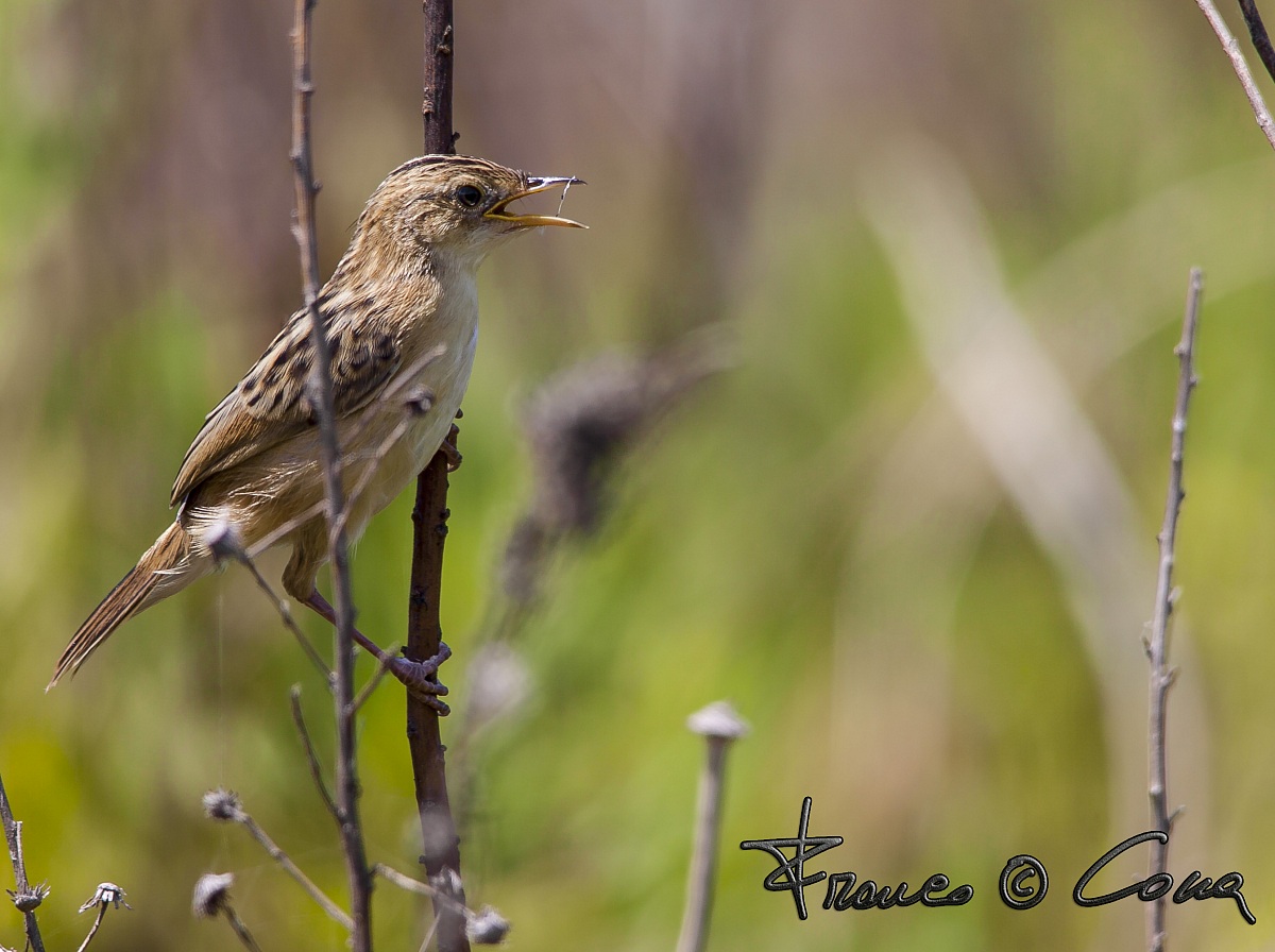 Beccamoschino - Cisticola juncidis