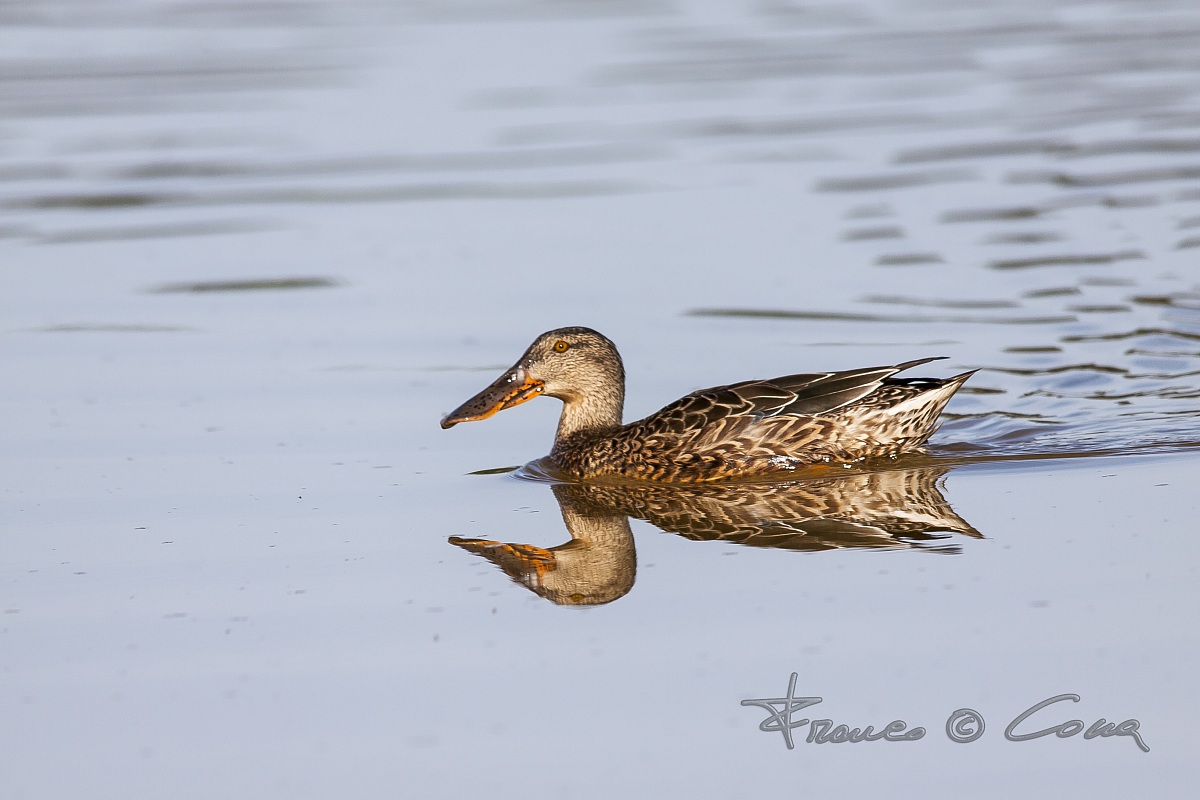 Mestolone femmina - Anas clypeata