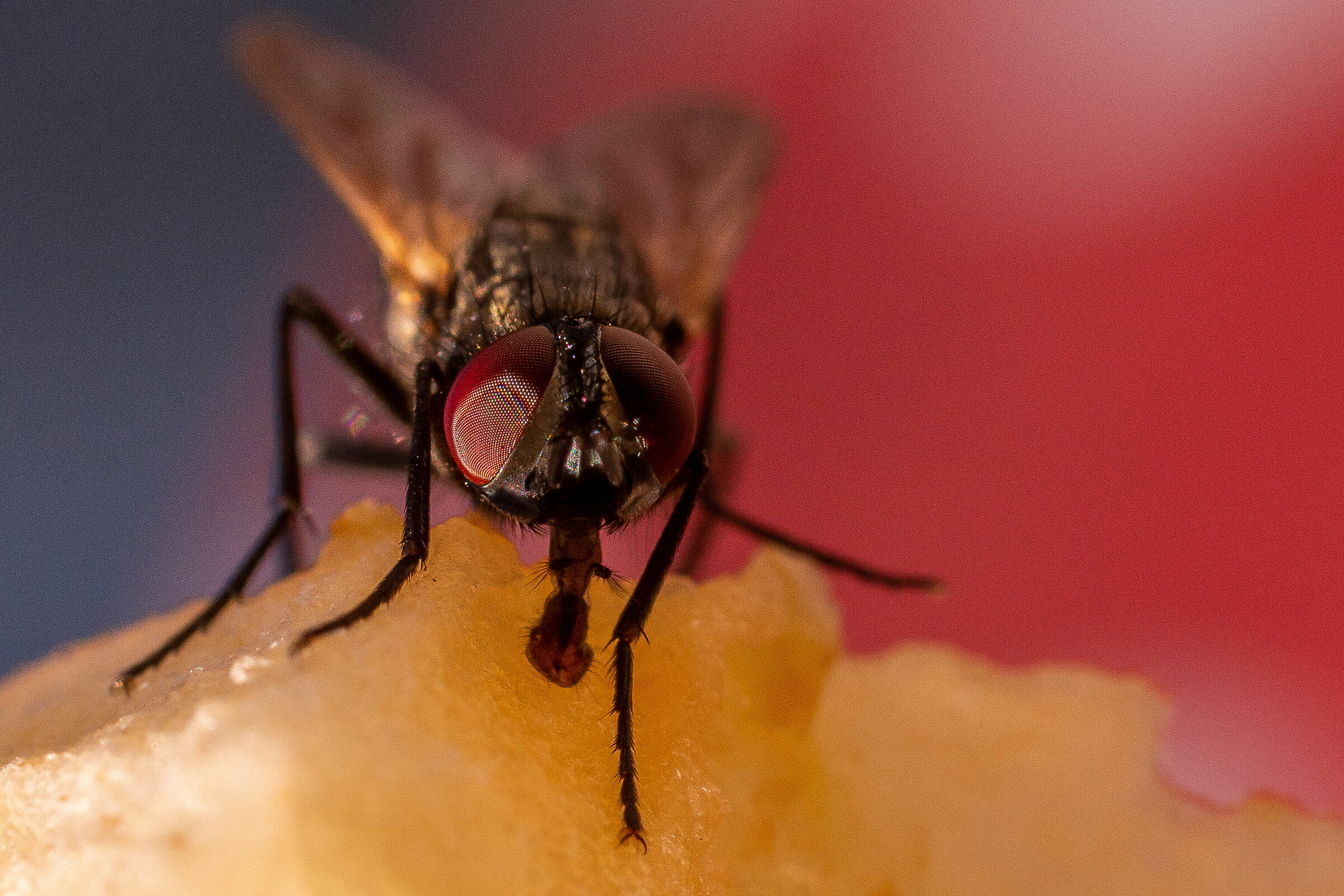 the fly that makes you a pear