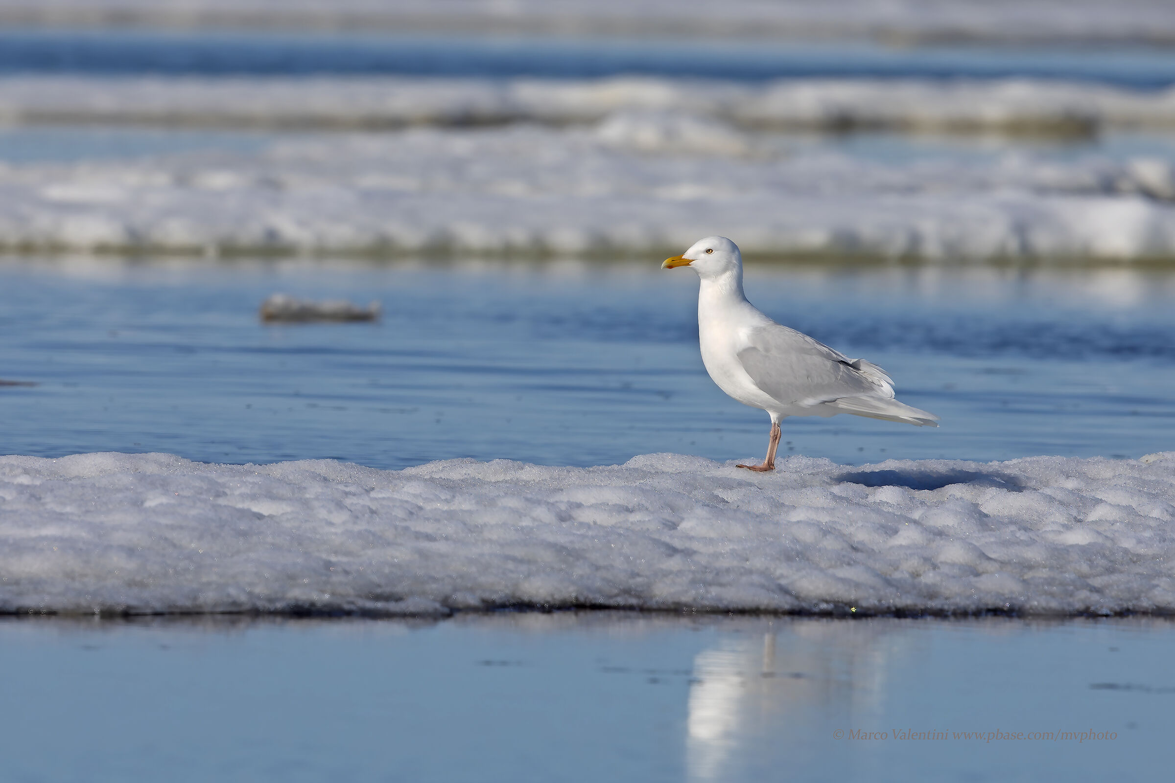Il regno del ghiaccio