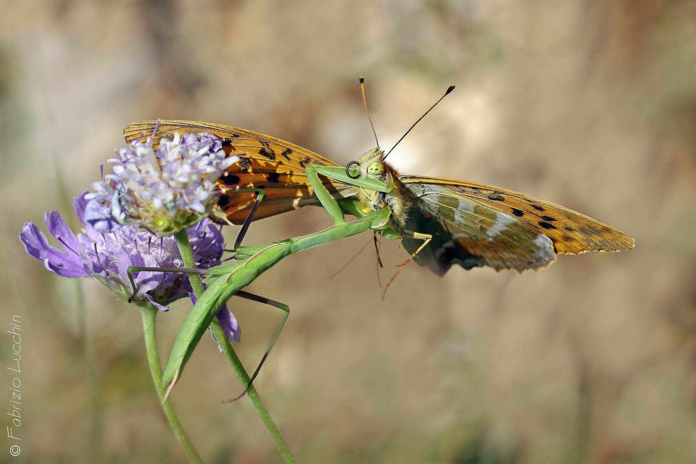 Argynnis paphia nelle grinfie della Mantide