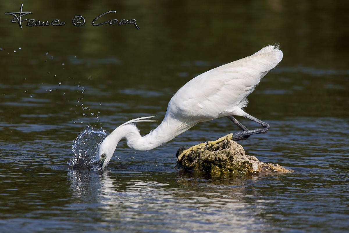 Garzetta - Egretta garzetta