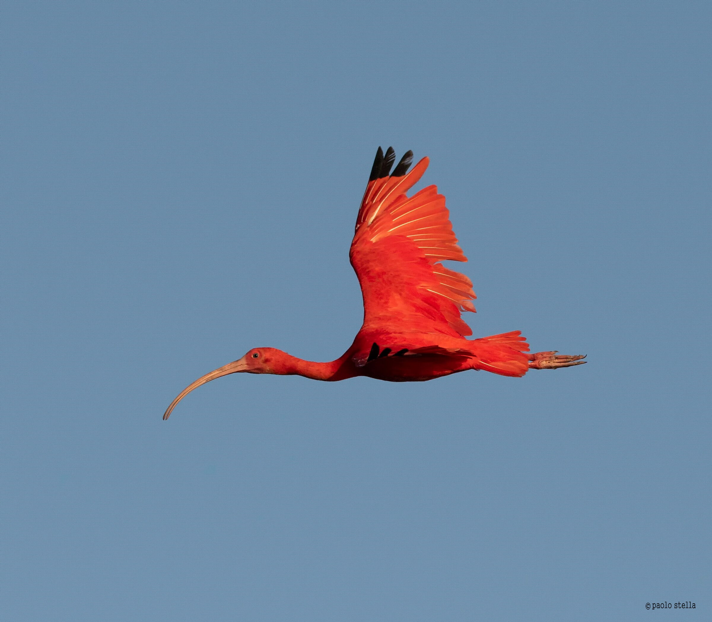 scarlet ibis (Eudocimus ruber)