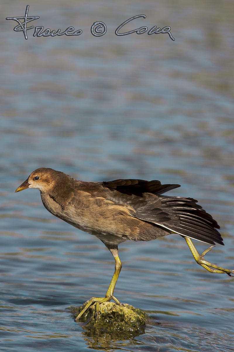 Gallinella d'acqua giovane -  Gallinula chloropus