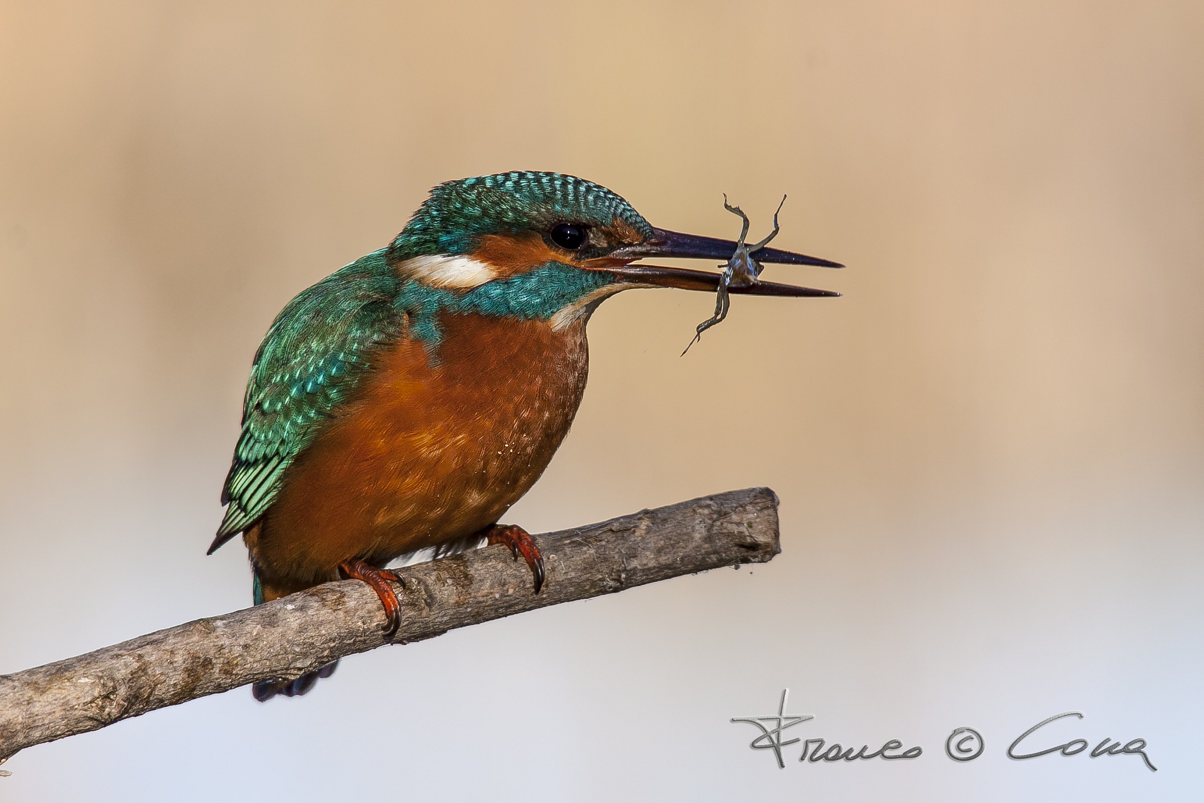 Martin pescatore -  Alcedo atthis