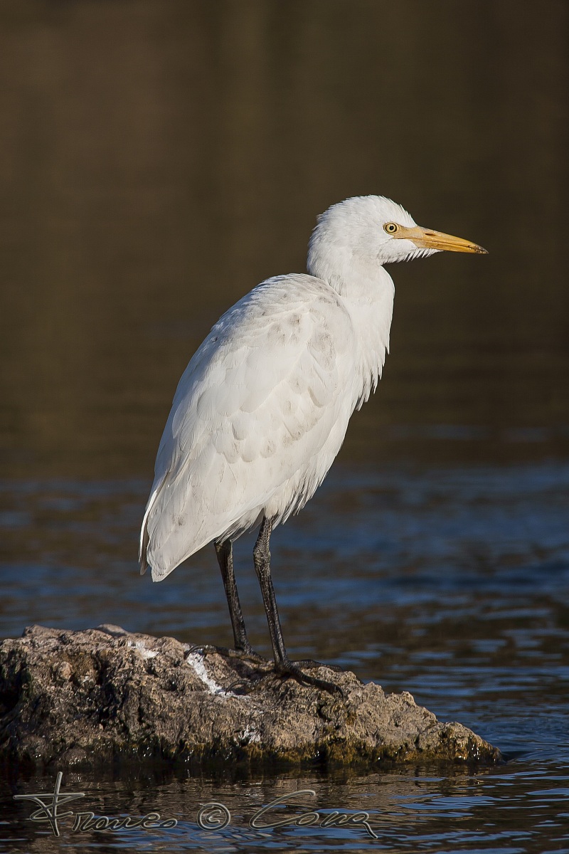 Airone guardabuoi - Bubulcus ibis