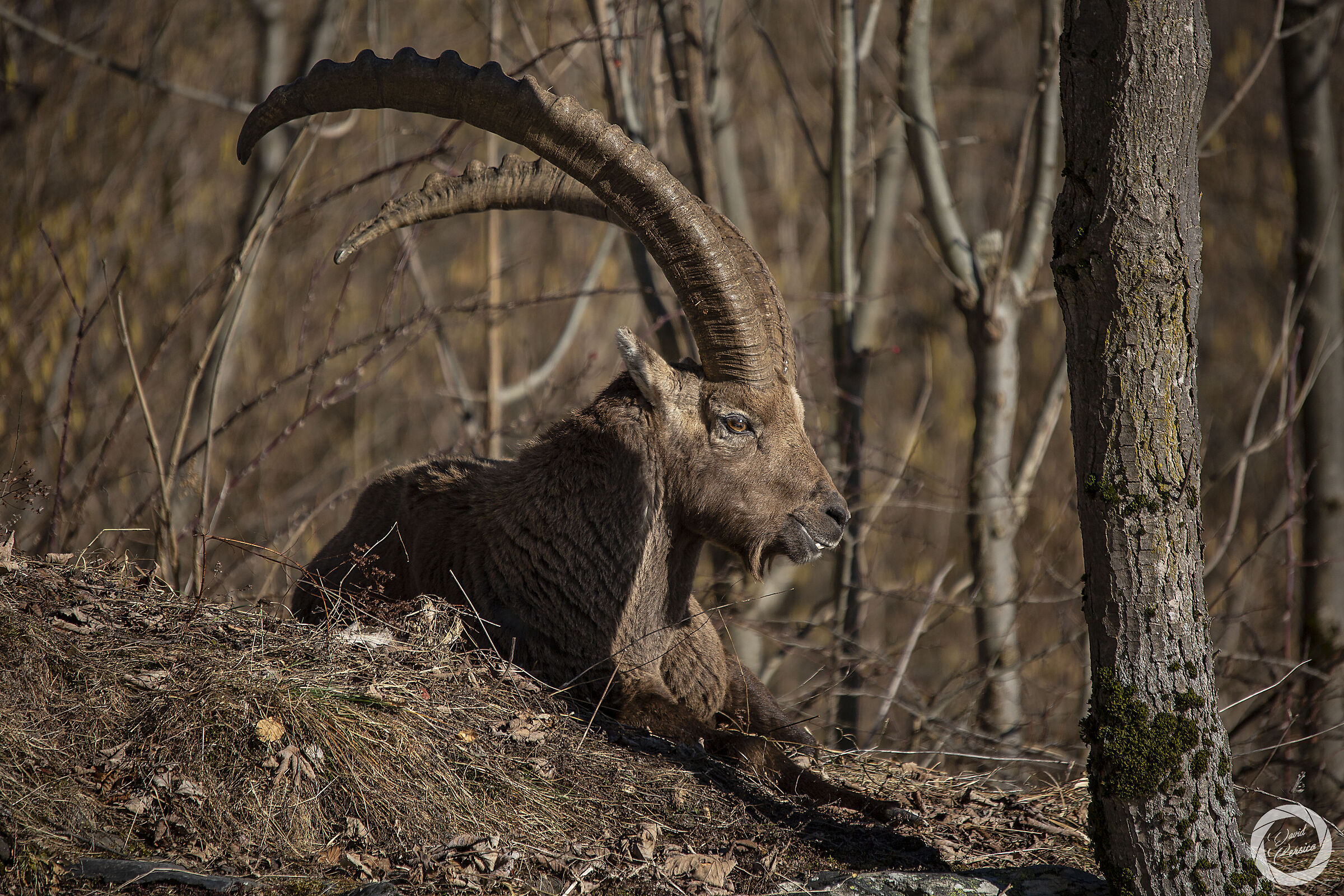 Ibex