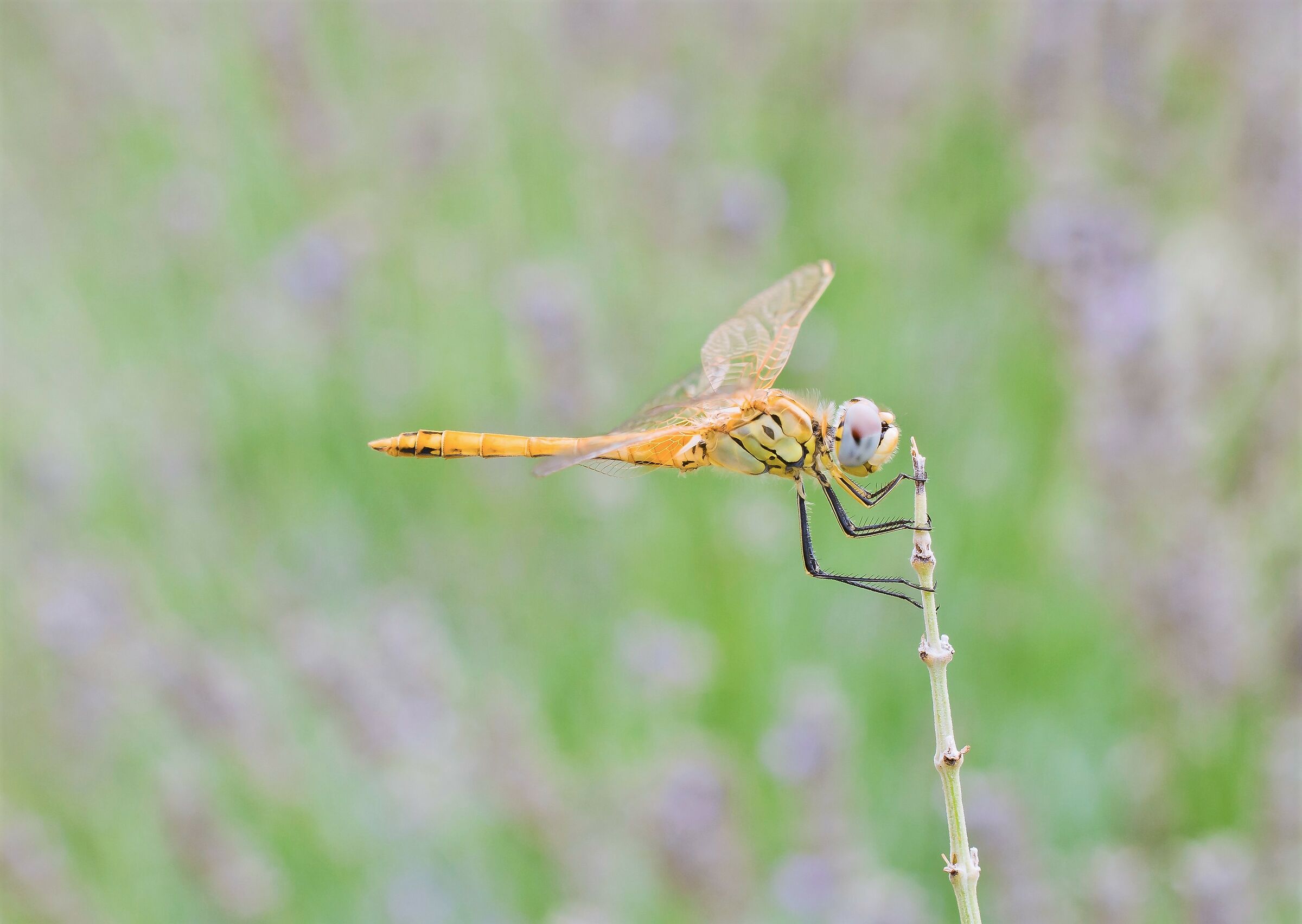 Ruddy darter