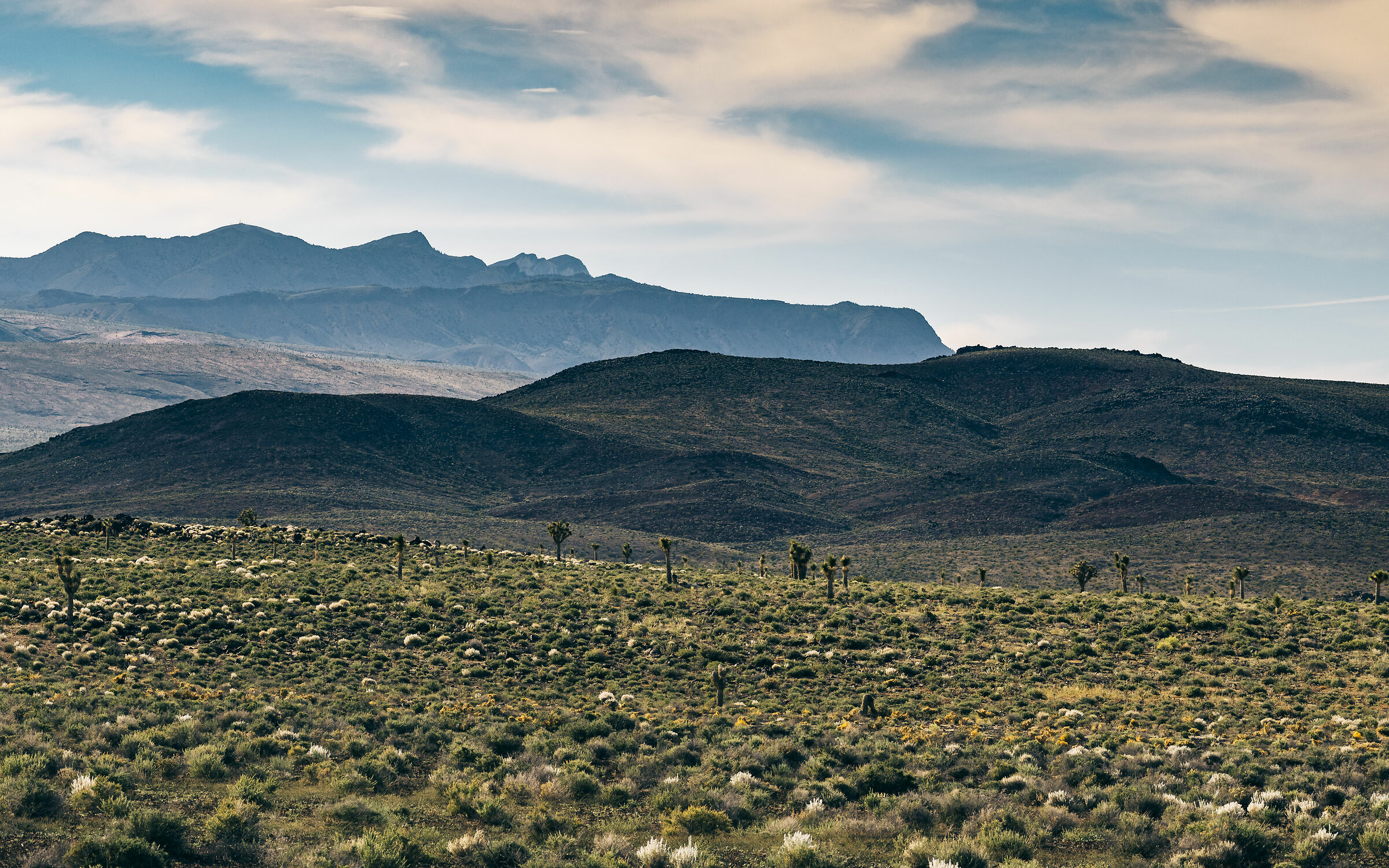 Panorama with Joshua trees