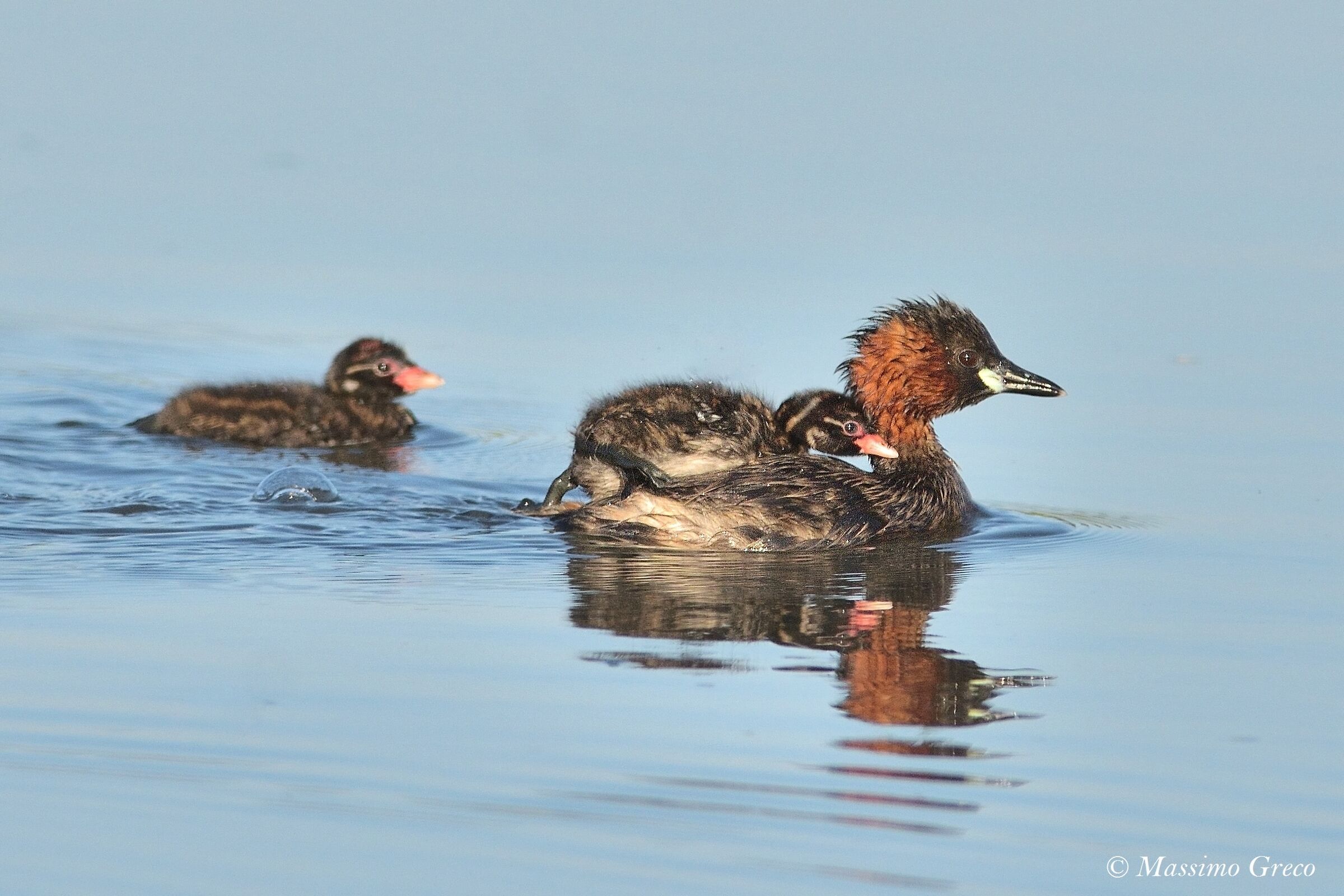 Mom Dive with the little ones