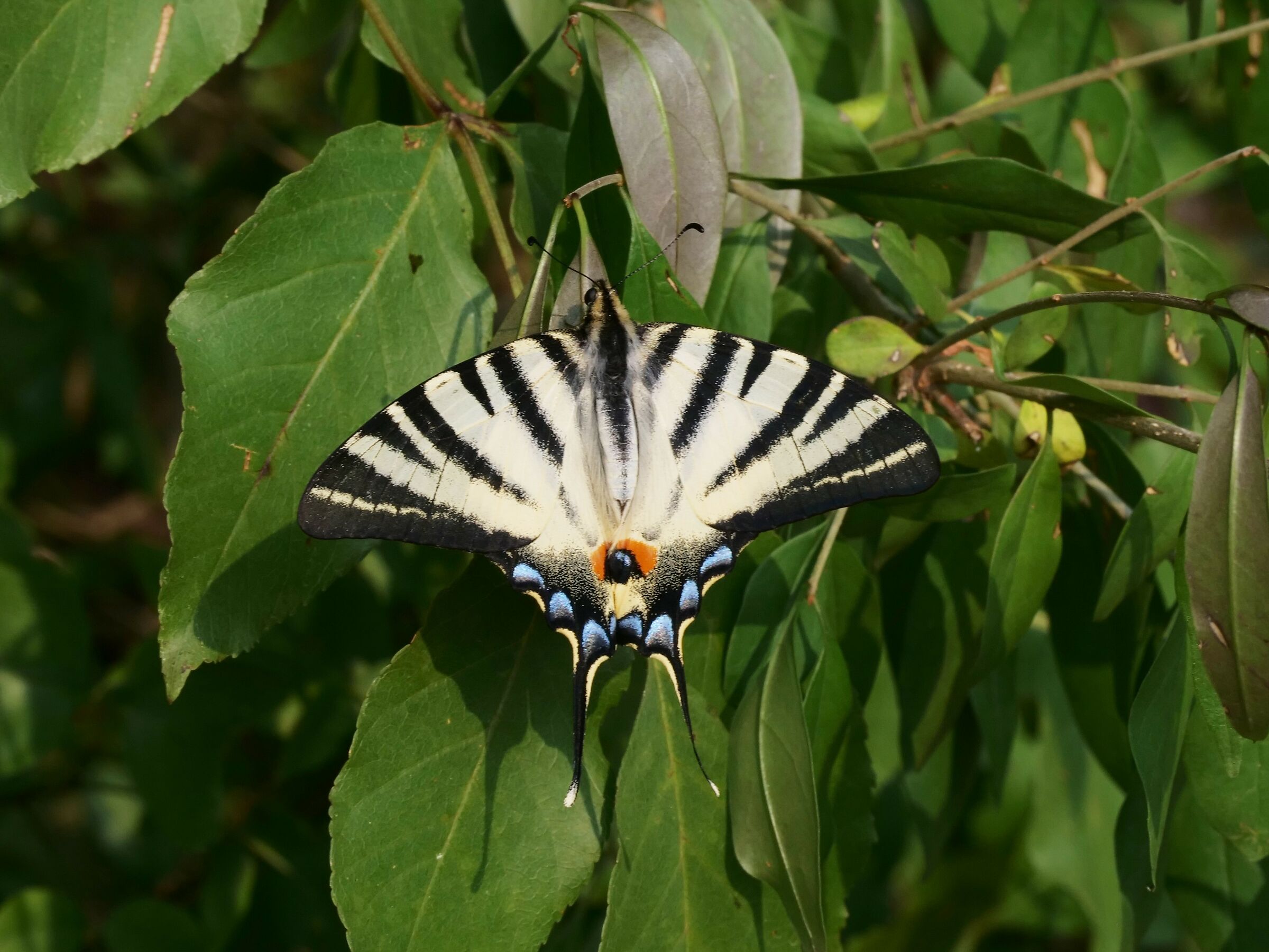 Podalirium (Iphiclides podalirius)