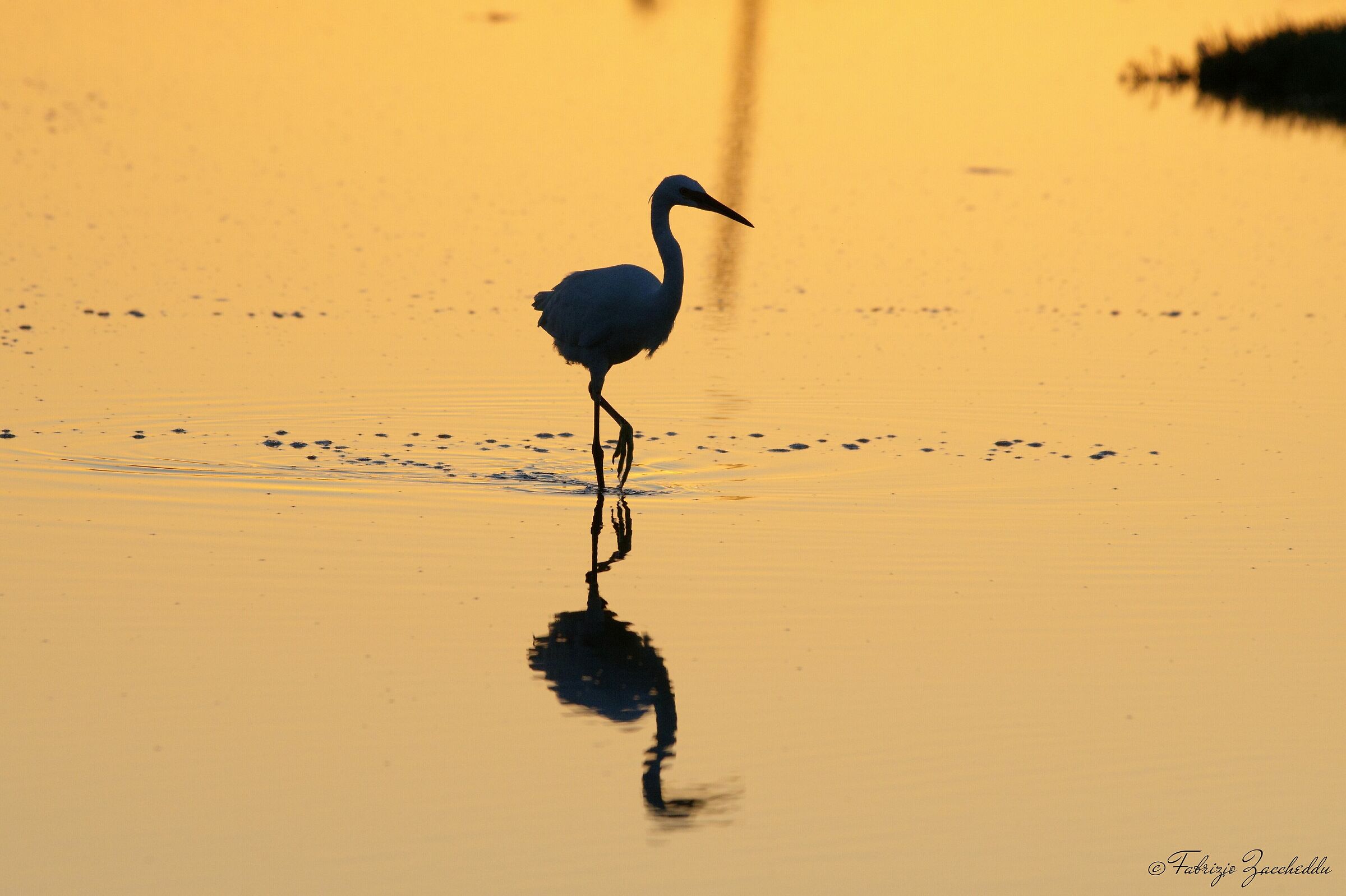 Garzetta al tramonto
