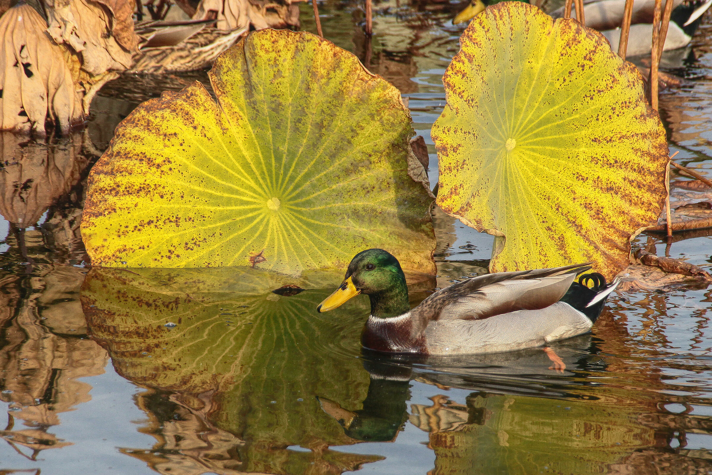 Paperazioni autunnali
